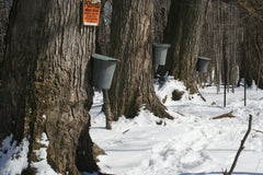 The History of Maple Syrup